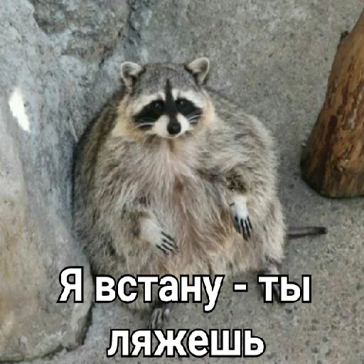 Стикер Hello_Raccoon - 1