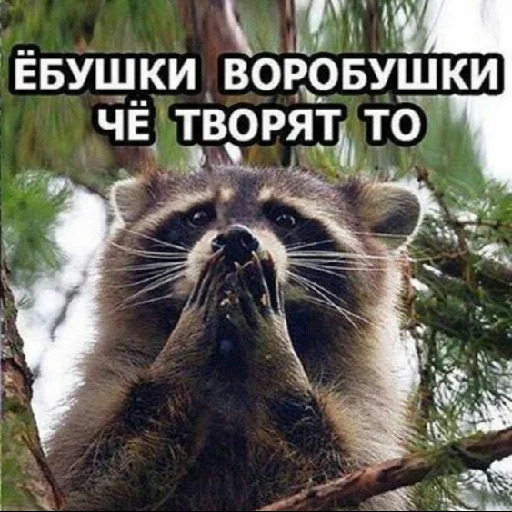 Sticker Hello_Raccoon - 1