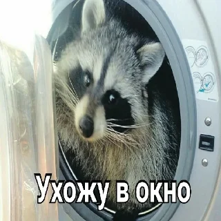 Стикер Привео Енот! От солнечного хомяка - 6