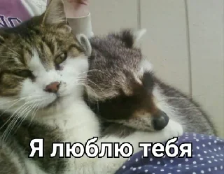 Стикер Привео Енот! От солнечного хомяка - 4