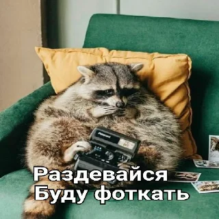 Стикер Привео Енот! От солнечного хомяка - 5