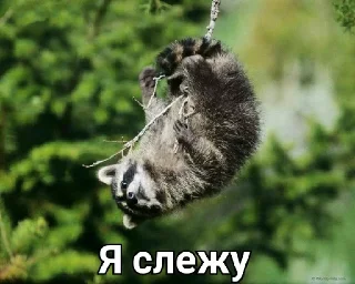 Стикер Привео Енот! От солнечного хомяка - 2