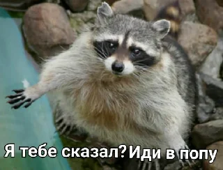 Стикер Привео Енот! От солнечного хомяка - 8