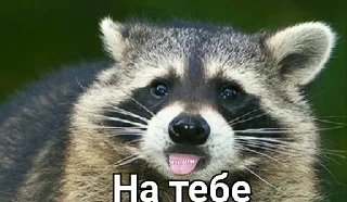 Стикер Привео Енот! От солнечного хомяка - 3