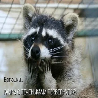 Стикер Привео Енот! От солнечного хомяка - 1