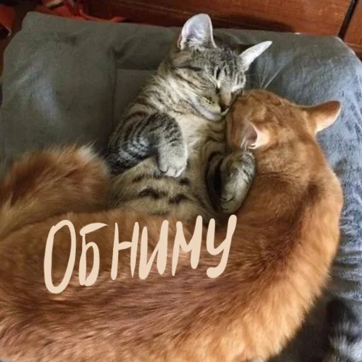 Стикер Hello_girls_li - 1