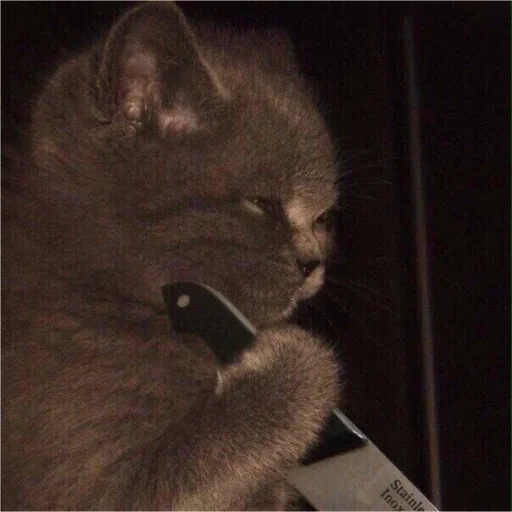 Sticker Hello_girls_li - 1