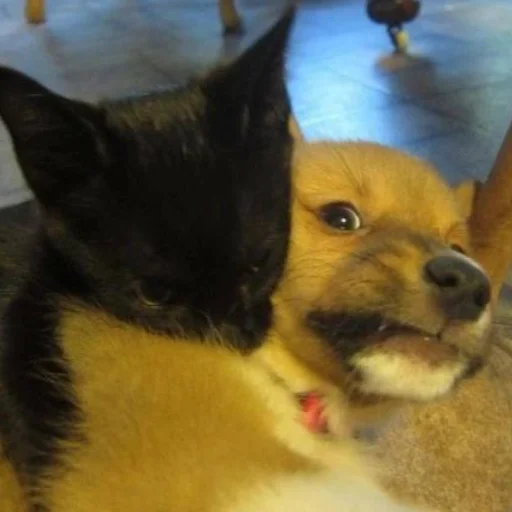 Стикер Hello_girls_li - 1