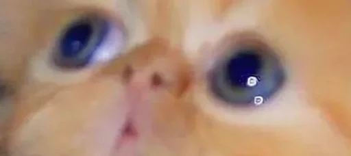 млекопитающее животное кошка