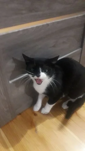 Стикер HeryBluffUdo :: @fStikBot - 6