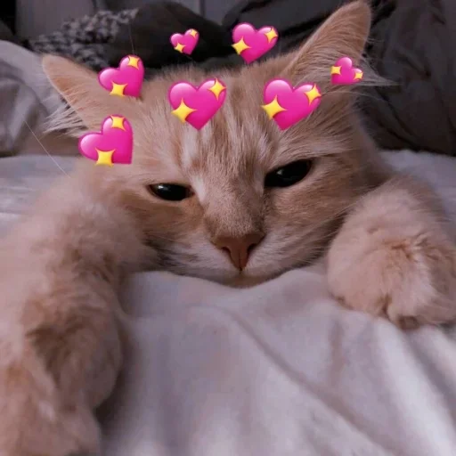 кошки малого и среднего размера кошка млекопитающее