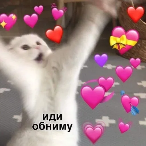 кошка животное комнатный