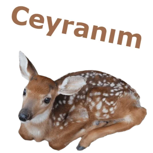 animal mammal deer