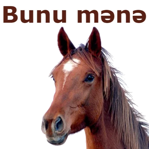 animal mammal horse
