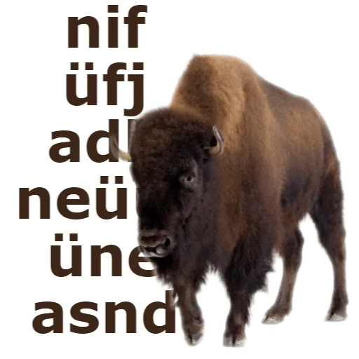 animal mammal bison