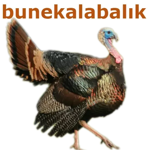 bird animal turkey
