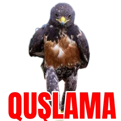 animal bird bird of prey