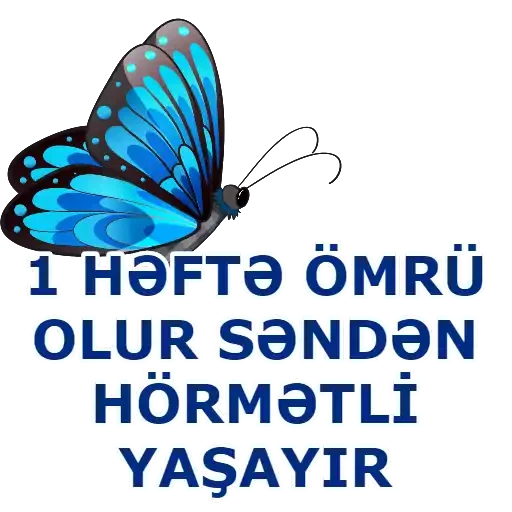 text moths and butterflies animal