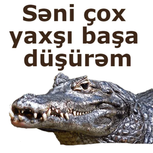 mammal animal reptile