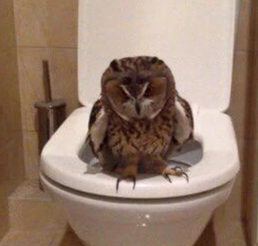 Стикер Что-то на животном :: @fStikBot - 8