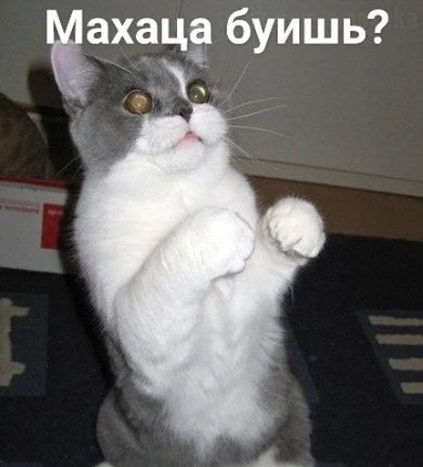 Стикер Что-то на животном :: @fStikBot - 5