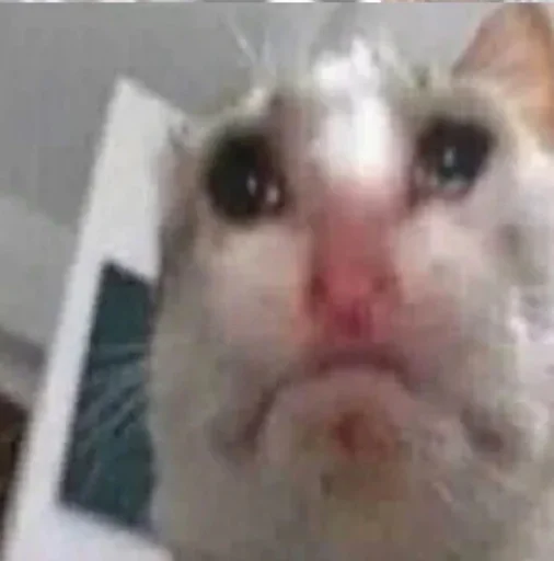 млекопитающее животное домашняя кошка