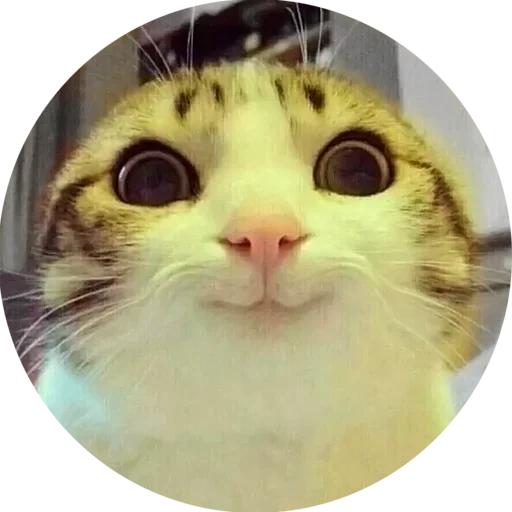 Топовые котики😻от @catsocutee by @fStikBot - animal