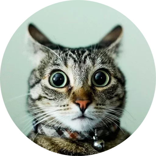 animal small to medium-sized cats whiskers