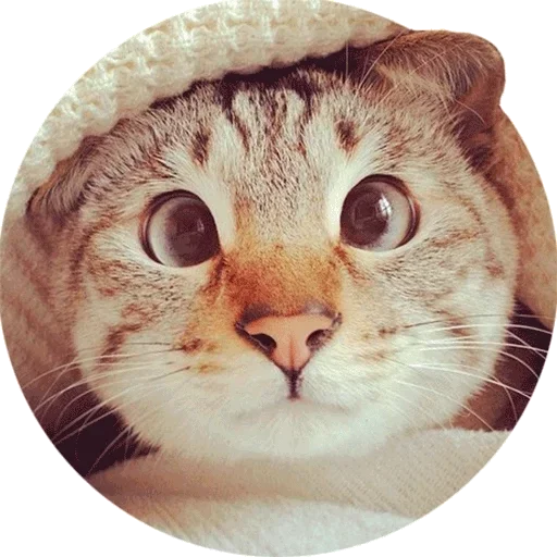 animal whiskers small to medium-sized cats