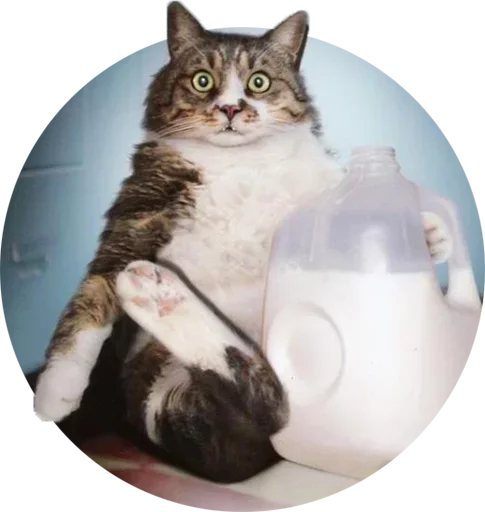 small to medium-sized cats felidae domestic cat