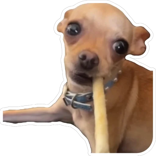 Хиханьки хаханьки - 