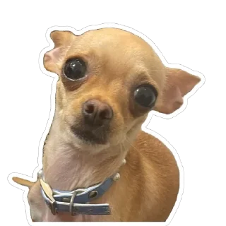 Стикер Хиханьки хаханьки - 6