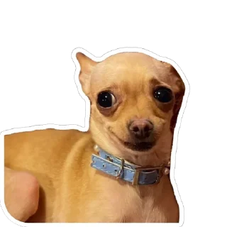 Стикер Хиханьки хаханьки - 3