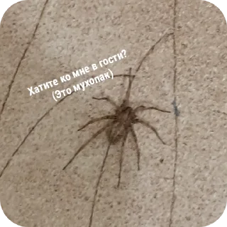 Sticker Хихихих - 7