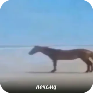 Стикер Shaeeeen - 3