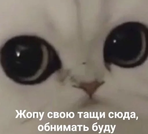 животное кошка млекопитающее