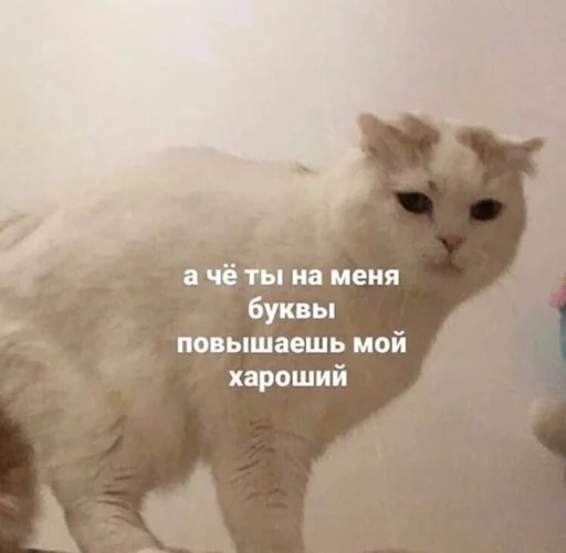 СМС млекопитающее животное