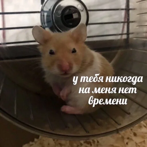 mammal animal hamster