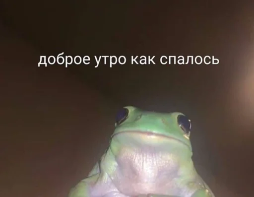 животное лягушка амфибия