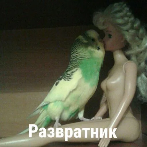 птица животное попугай