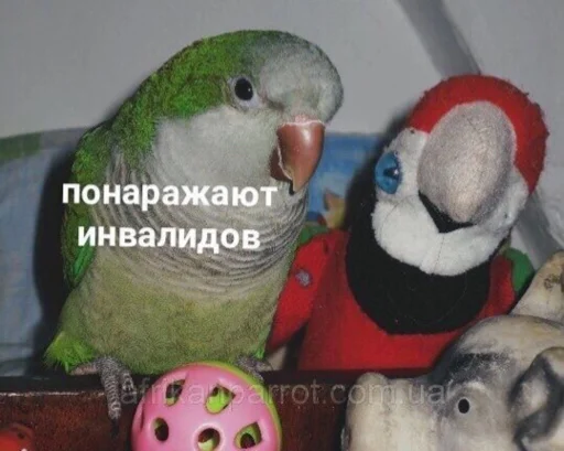 птица попугай животное