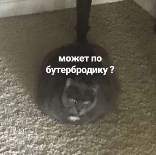 млекопитающее кошка домашняя кошка