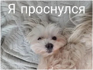 Sticker А я ни че? - 2