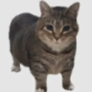 Стикер Kotiki - 5