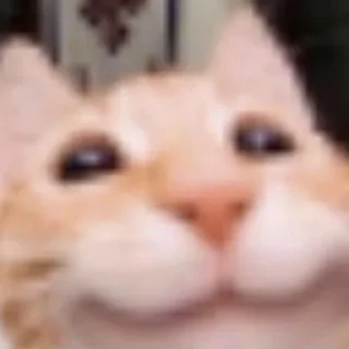 Стикер Kotiki - 2