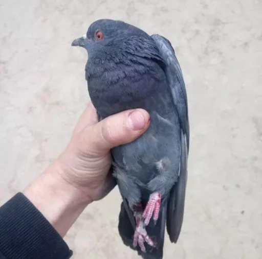 Sticker Hlorpidor - 1