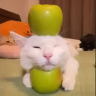 Sticker 🍅hlorpidor @hlorstik - 11