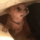 Sticker DOGS 🐶 - 2