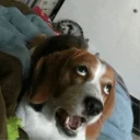 Sticker DOGS 🐶 - 4