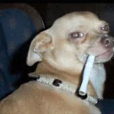 Sticker DOGS 🐶 - 5